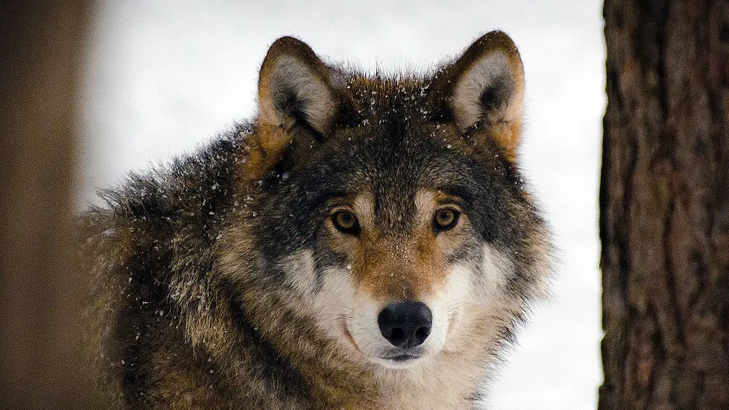 wolf in de winter