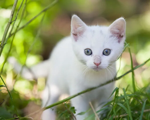 xbl99or37qvs7oyzpw4v9v0tj 205062