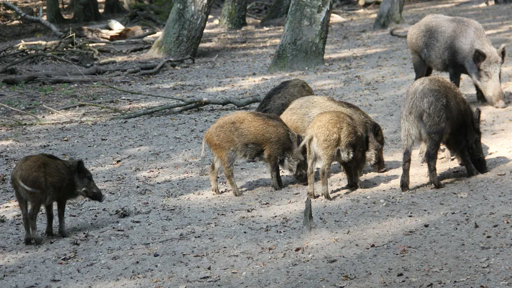 xhcmjqgkr2o160glomrohktbm groot wild zwijnen