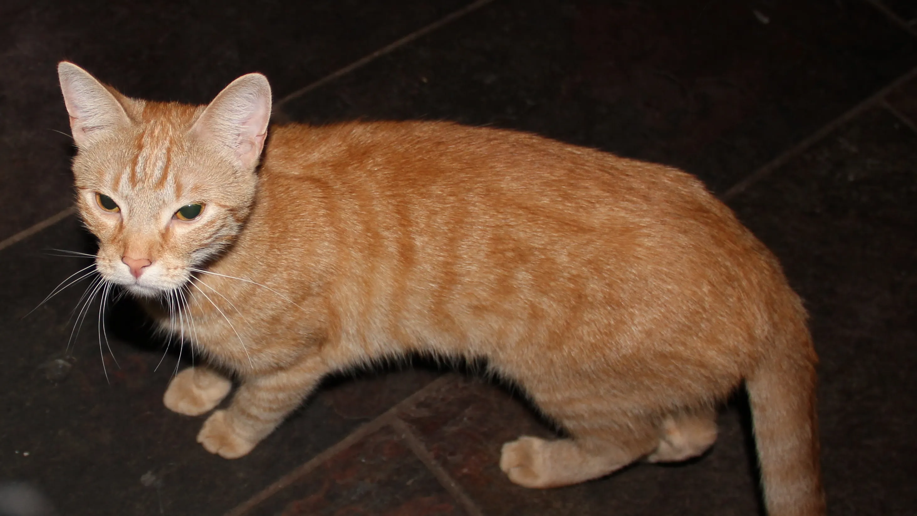 xuj2shf8u7zl2c1ixx53upvvy poes rode kater 2