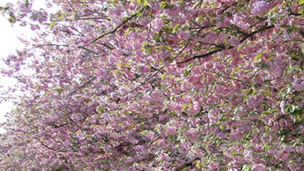 xz5vknsdzrgmt0vx0sdfy1gh5 bloesem vijverweg