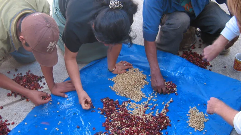 yc7sabios0yf24dw1t2a7ufrh fair trade koffie bonen pellen