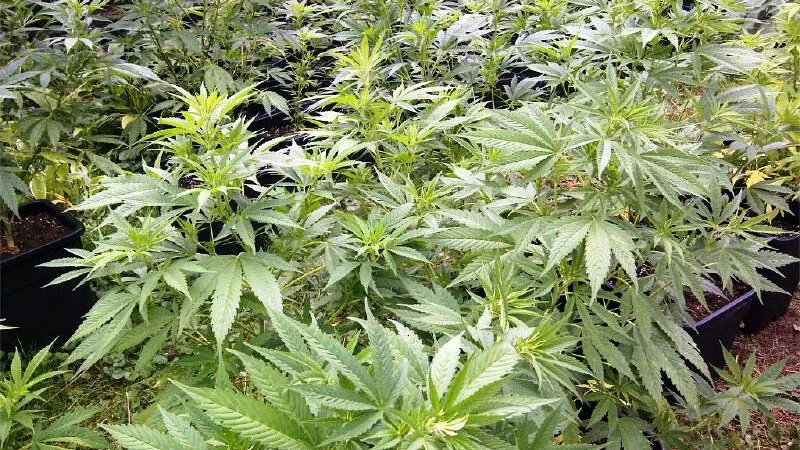 yew8lpxnmuzvdw8mqrd25shn0 hash in de tuin