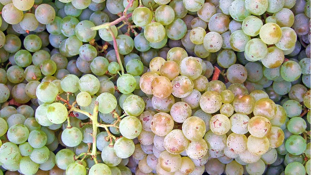 z6sg1o781wzw6a7odfwbda2r6 pinot blanc druif themightyquill pinot blanc cc by sa 2