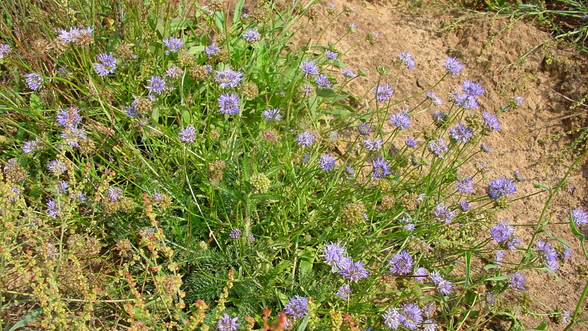 zandblauwtje renegerats