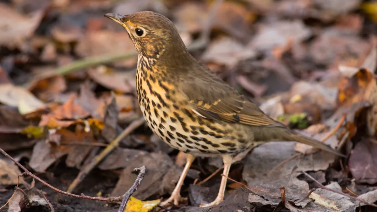 zanglijster keith gallie cc by 20 via pxhere