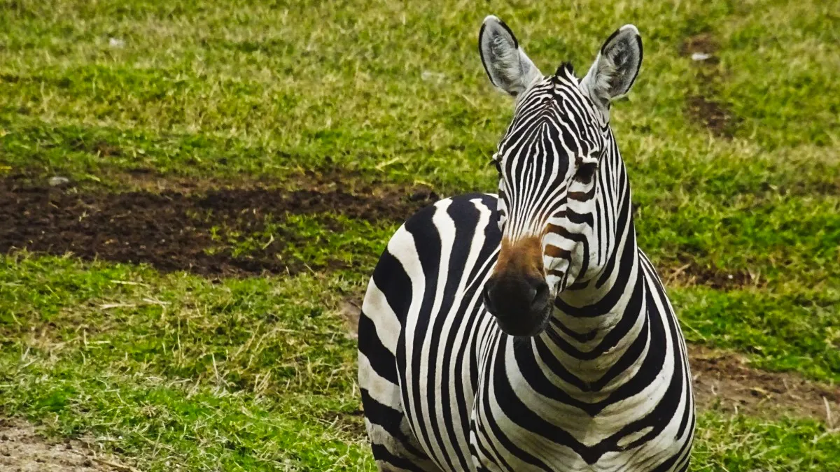 zebrapaard cc0 pxhere