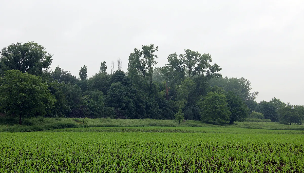 zicht op de maasdijk bij grevenbicht