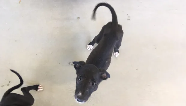 zieke pups gedumpt