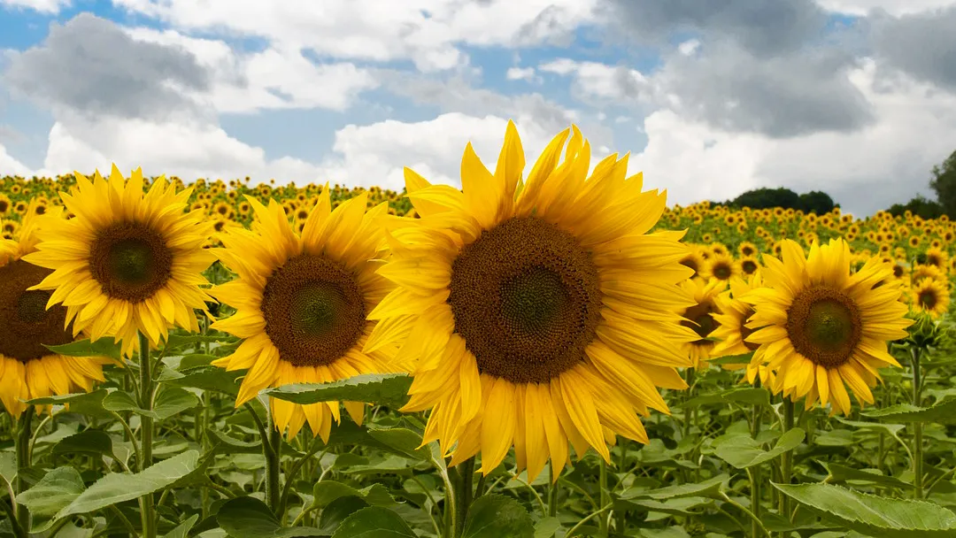 zonnebloemen cc0 pixabay