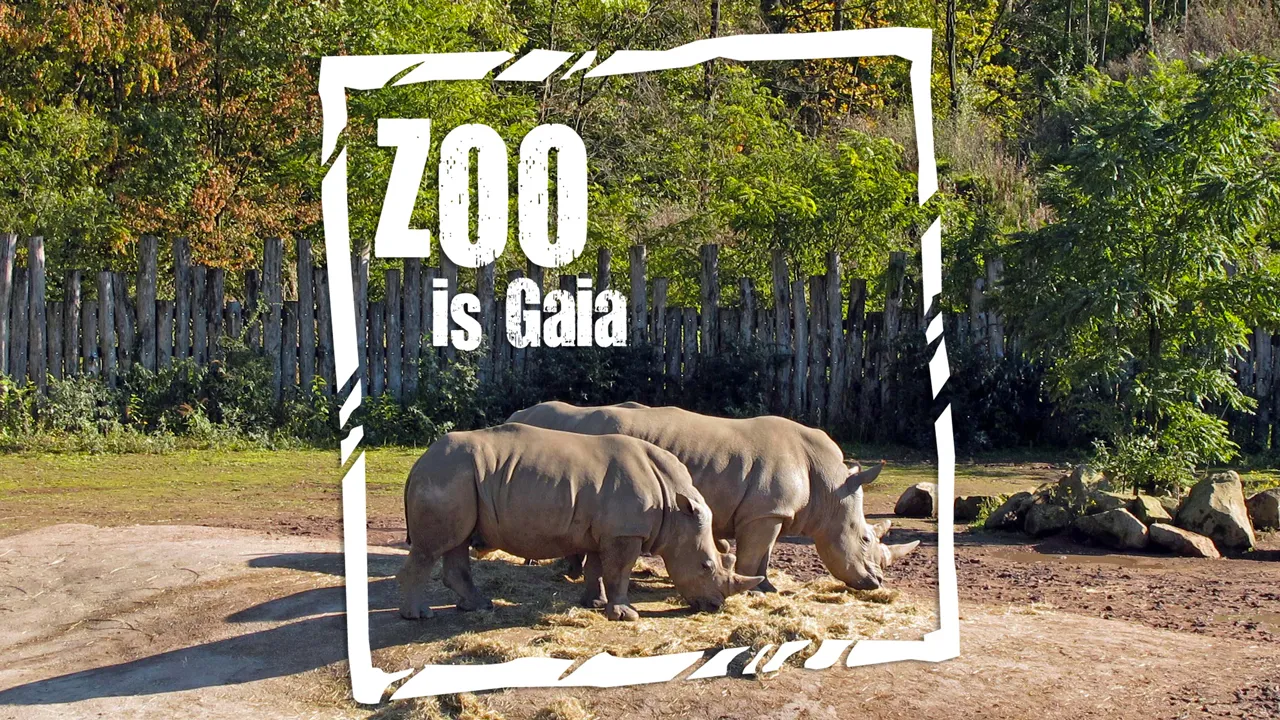 zoo is gaia neushooorns