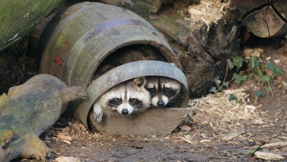 zpom8l4rbg8swqdmj02hf5c2l wasberen in wijnvat1500