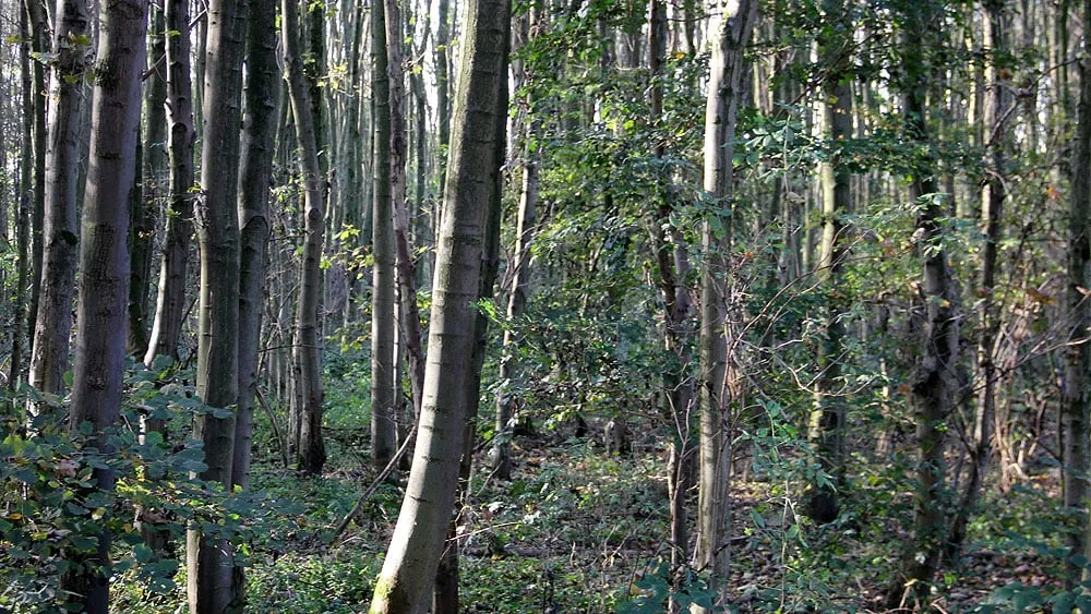 zu2fysn3hkl1v7x1du8yms0bv bos bij langereweg born