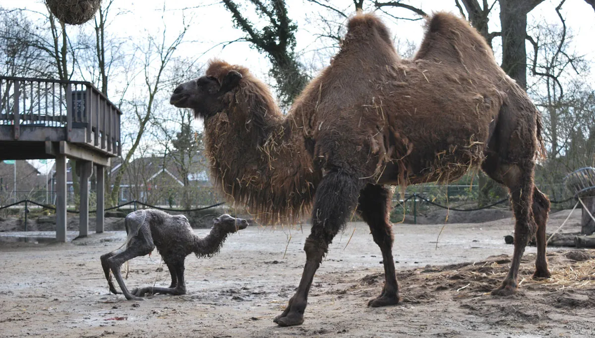 zulaika met veulen 2018