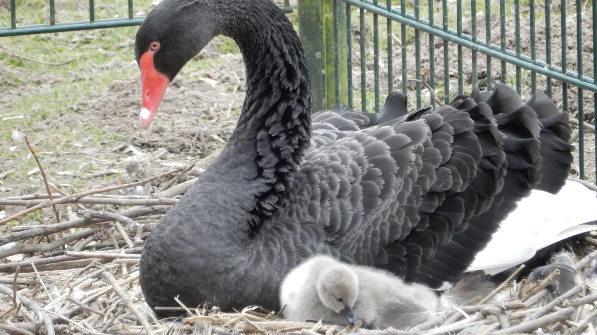 zwarte zwaan met jong