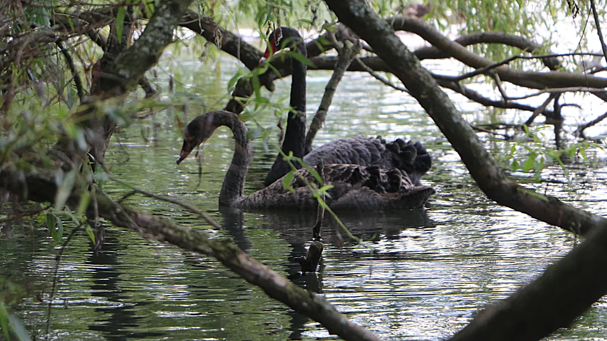 zwarte zwanen roeivijver sittard