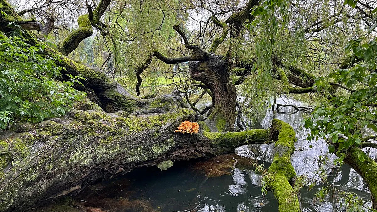 zwavelzwam liggende treurwilg