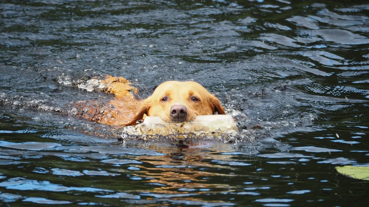 zwemmend labrador dog karin romdahl via pixabay