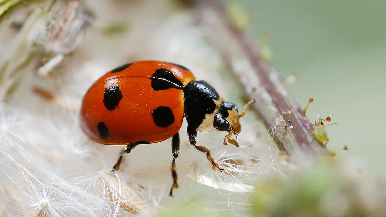 zwervend lieveheersbeestje wikimedia