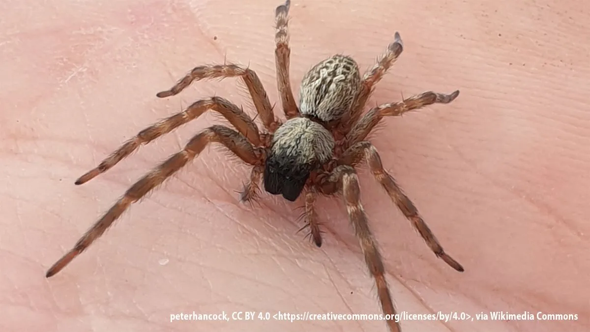 australische huisspin