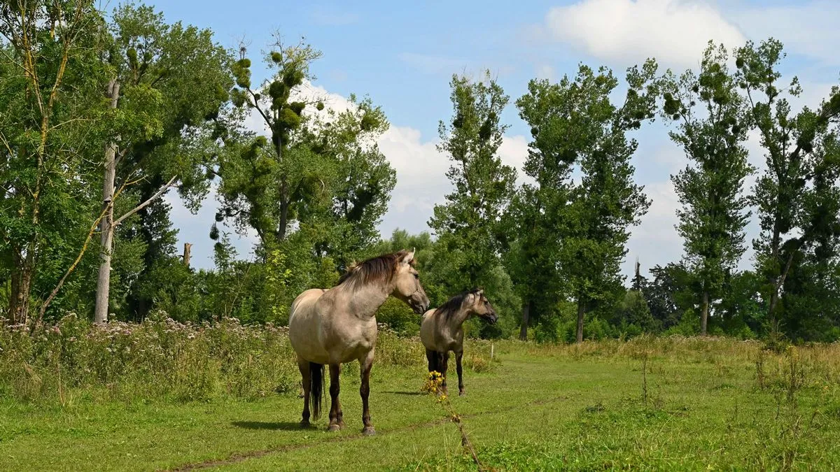 ingendeal konik henk heijligers