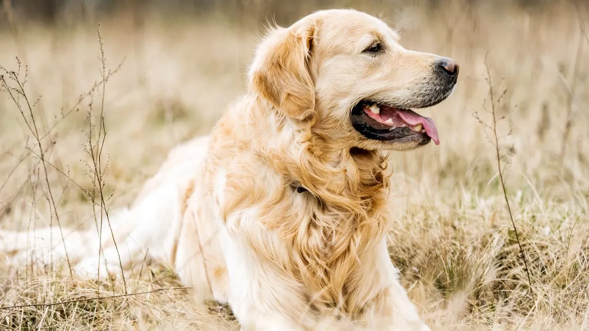 golden retriever