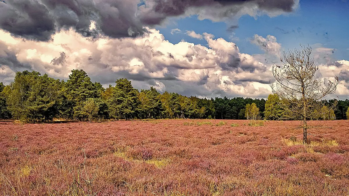 heide bloeiende heide