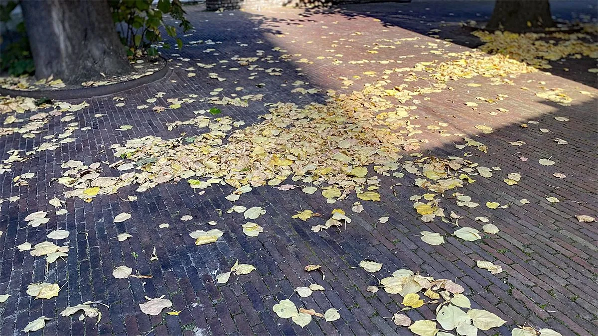 herfst bladafval