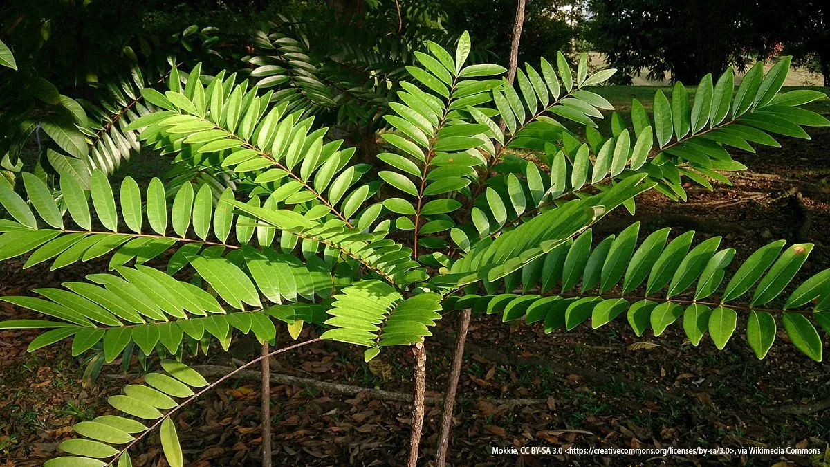 plant tongkat ali