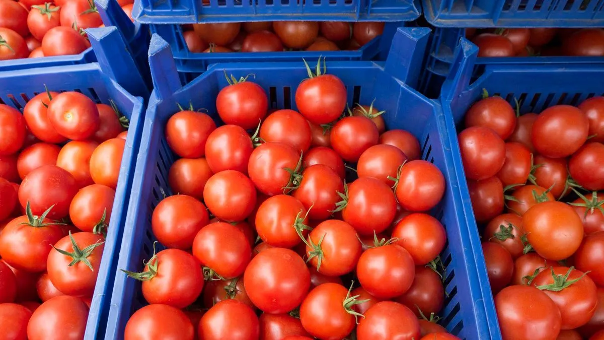 tomaten in plastic kratten
