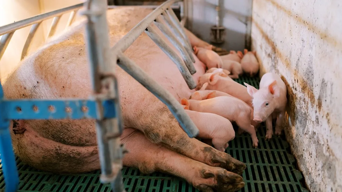 varken zeug biggen varkenshouderij