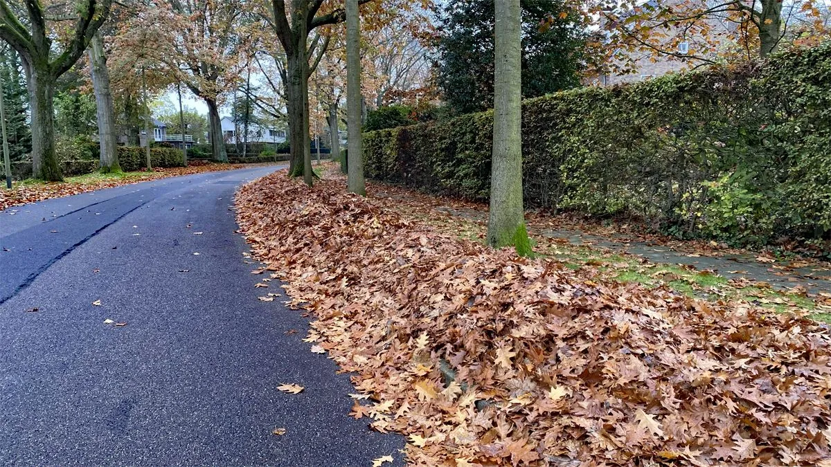 bladeren langs straat geleen