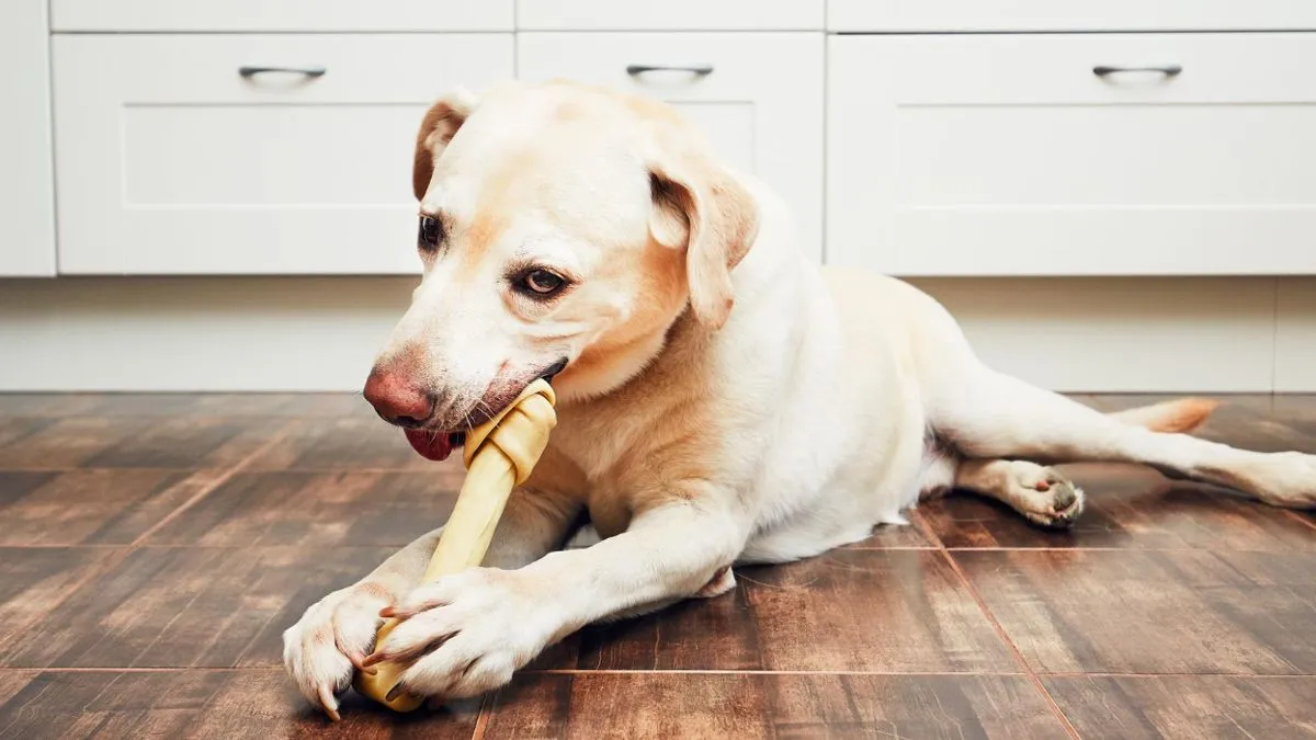 hond kauwt op kauwbot