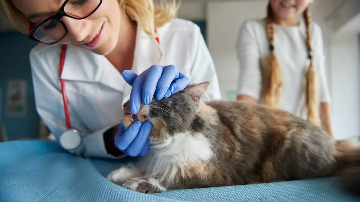 dierenarts controleert gezondheid kat