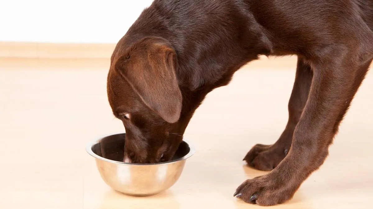 labrador eet zijn voer