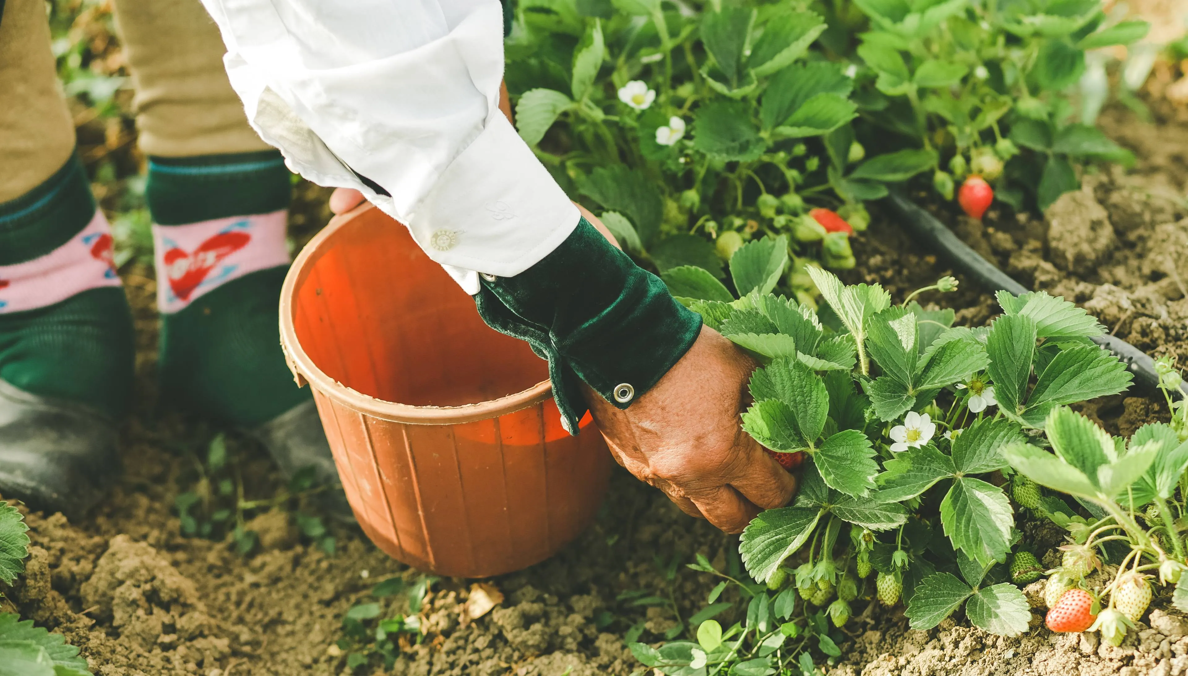 seizoensarbeider plukt aardbeien