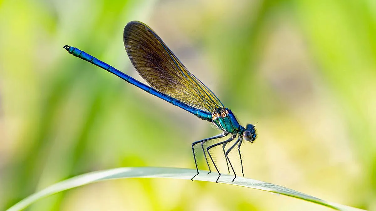 blauwe waterjuffer libelle