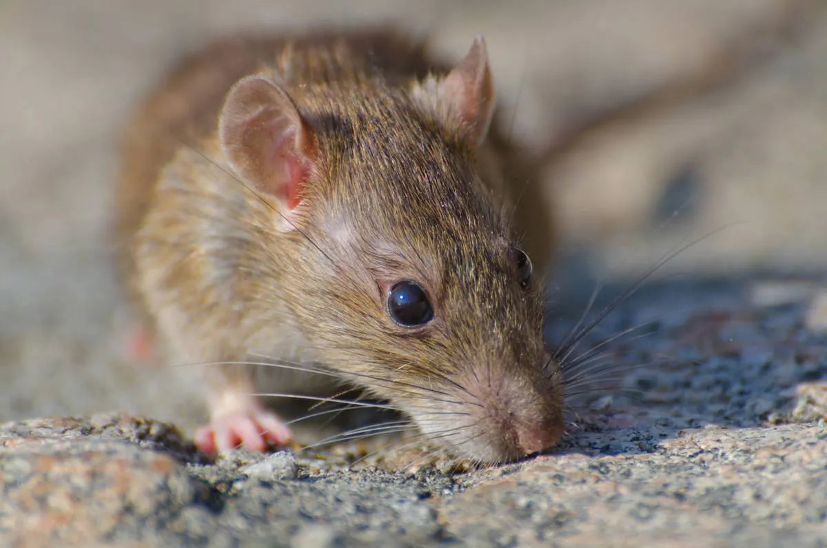 bruine rat