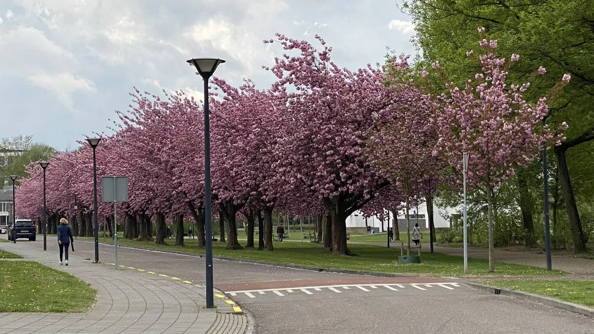 lente bloesem japanse sierkers