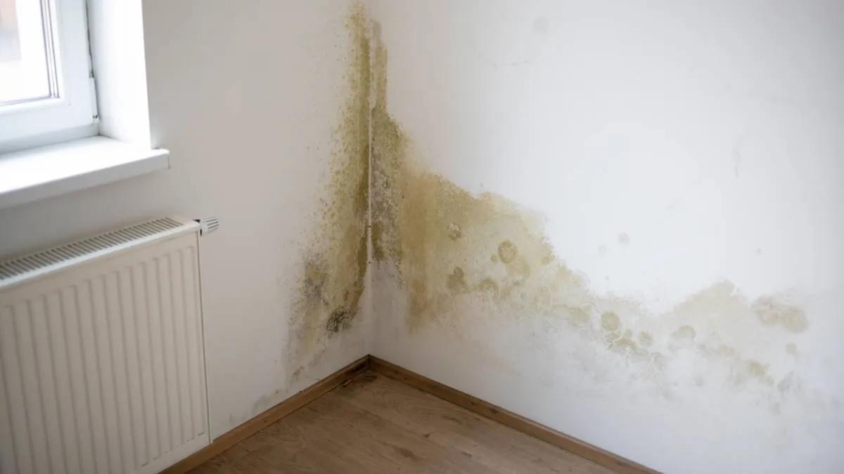 schimmel op muur in woning