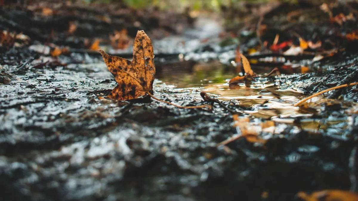bijna drooggevallen poel in bos