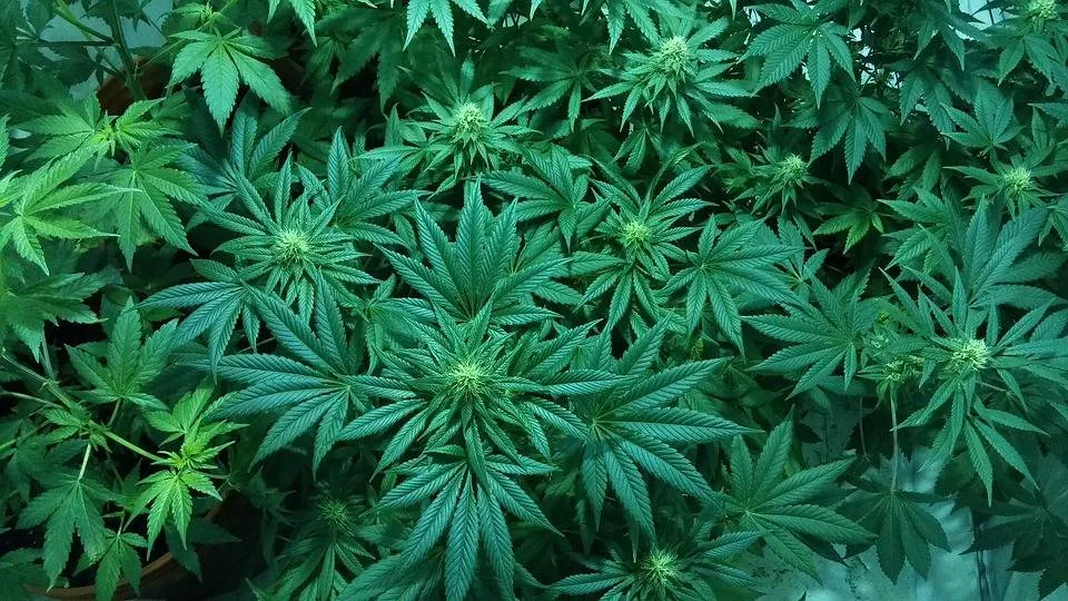 marijuana- CMElixiers, pixabay
