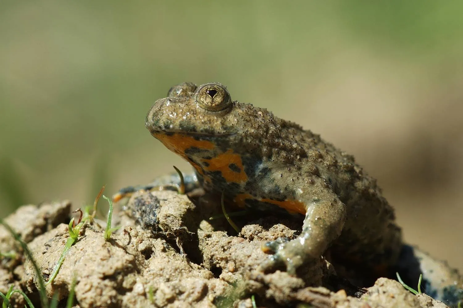 Groeve 't Rooth geelbuikvuurpad_HenkHeijligers
