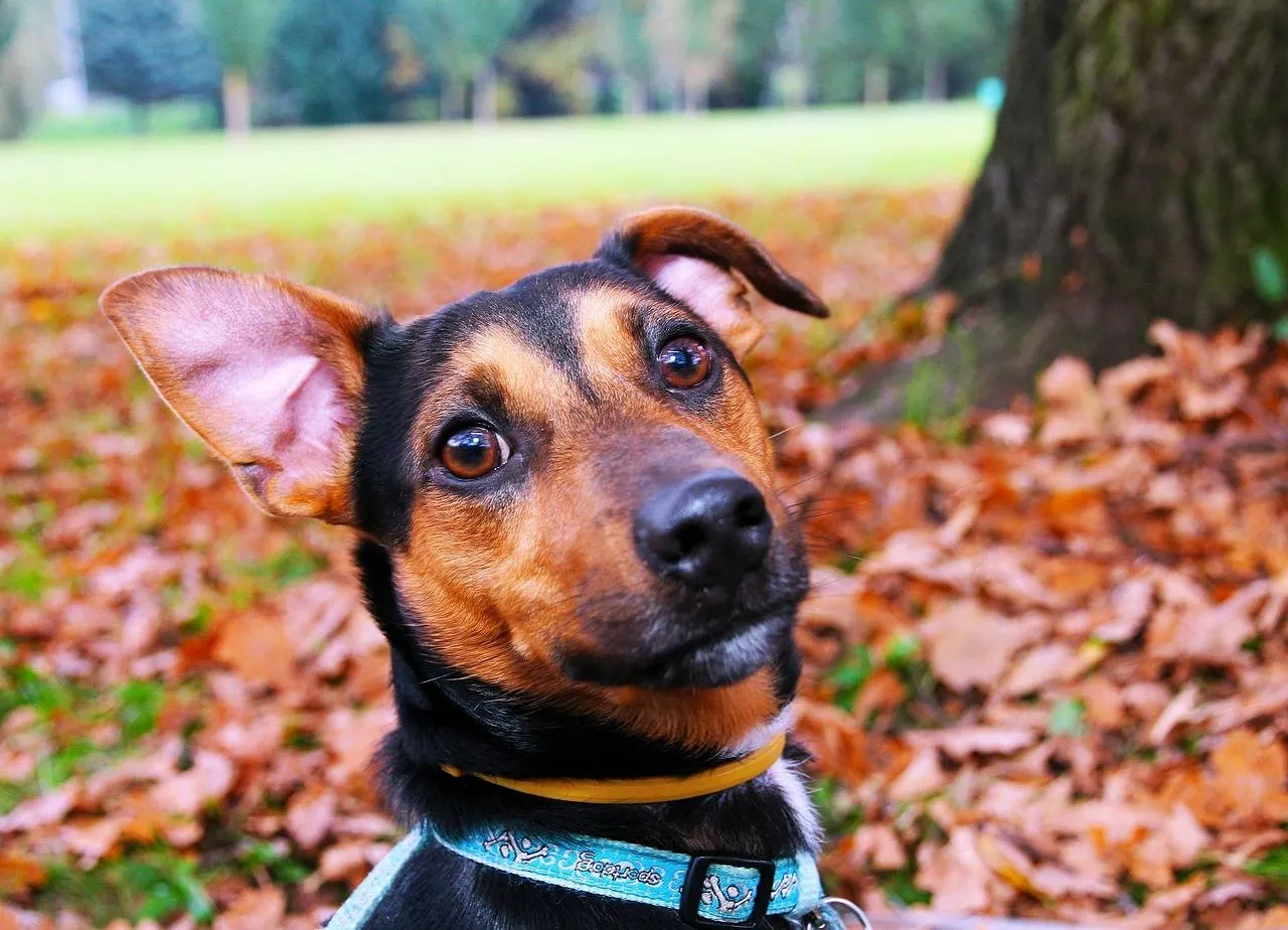dog pixabay