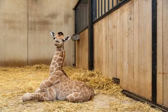 Jonge Giraffe