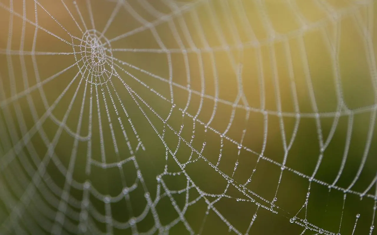 Spinneweb schauhi Pixabay