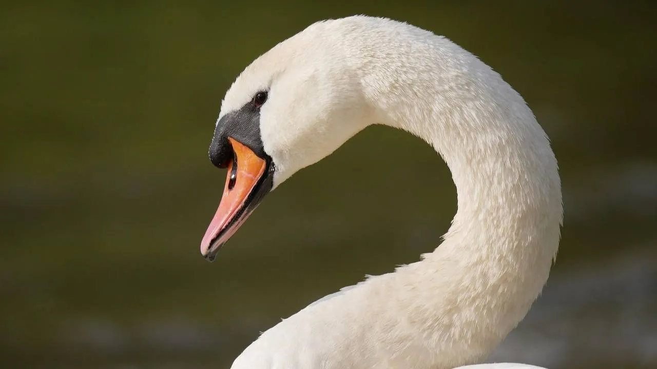 Zwaan rosenfeld10 Pixabay