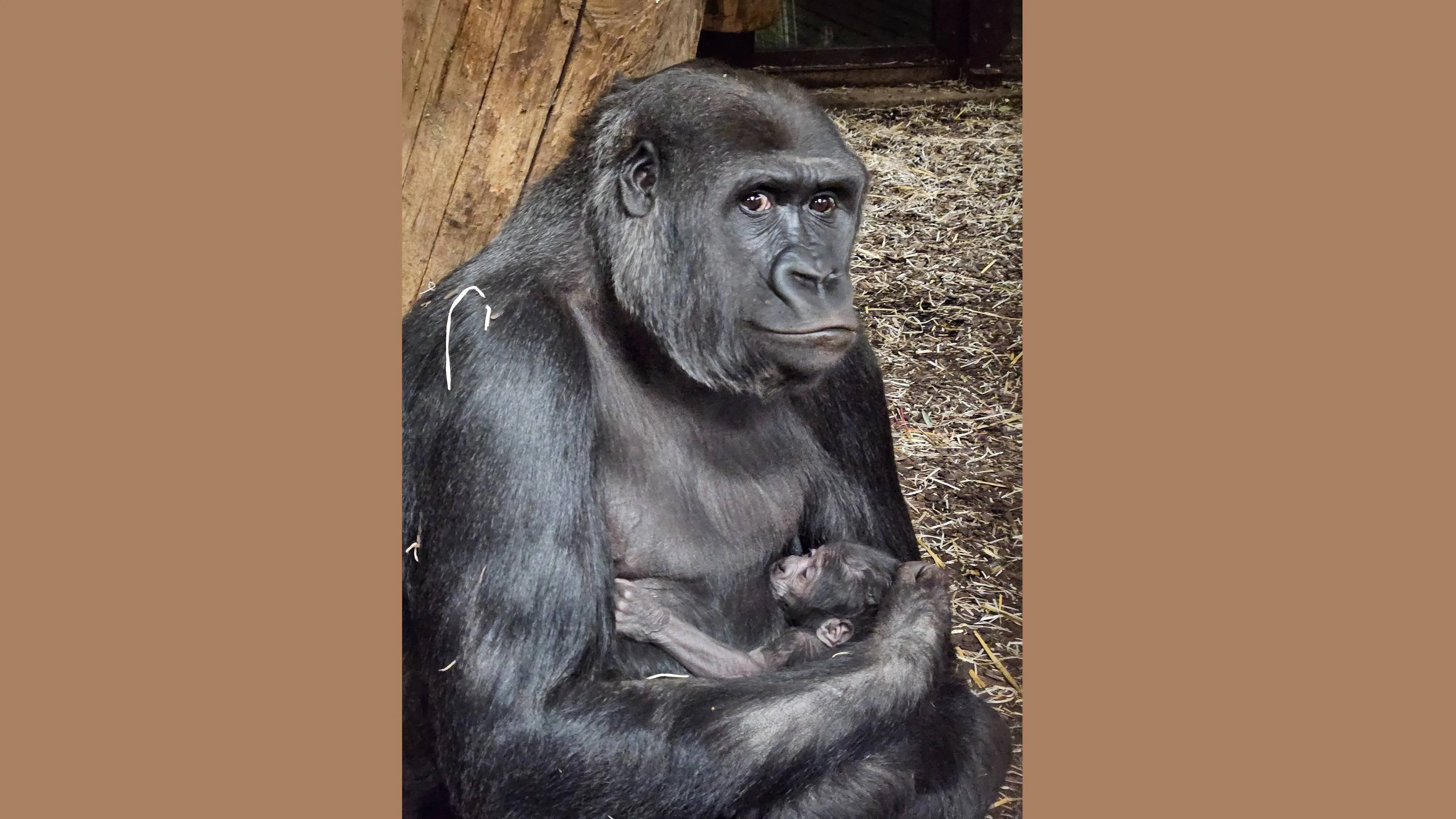 GaiaZOO---Gorilla-met-jong-1-