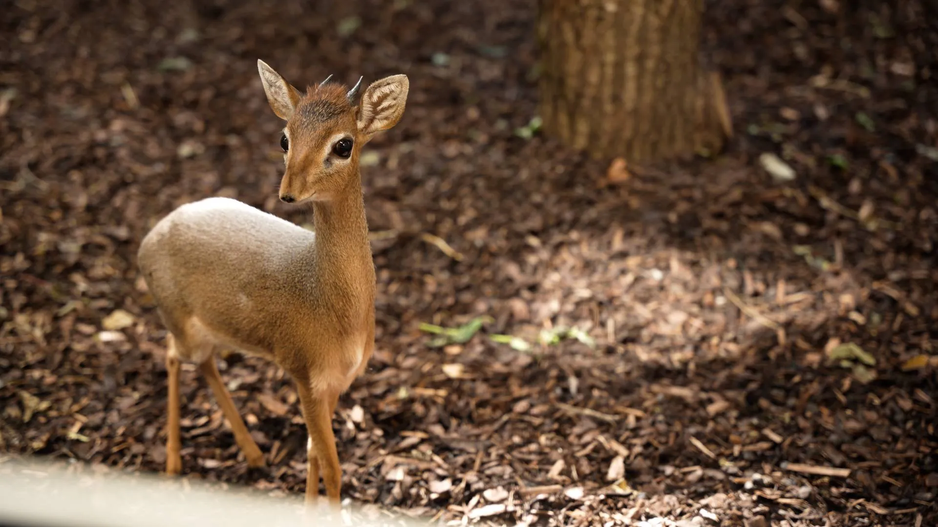 GaiaZOO---Kirk-s-dikdiks