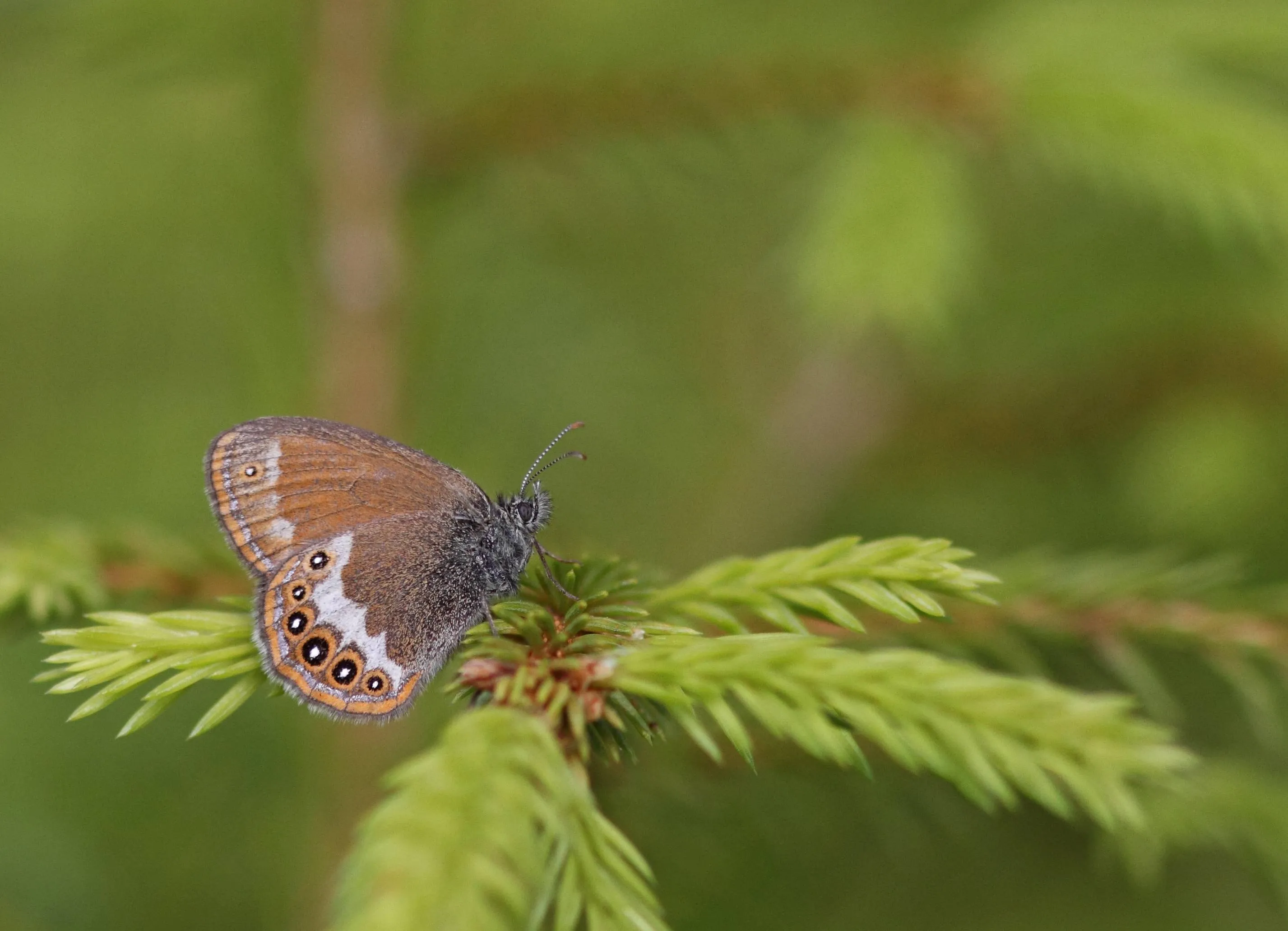 Zilverstreephooibeestje Bouke ten Cate CC BY-SA 4.0 Wikimedia